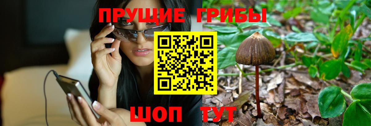 Псилоцибиновые грибы Psilocybe Кисловодск